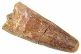 Fossil Spinosaurus Tooth - Real Dinosaur Tooth #239275-1